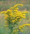 Pennsylvania Sedge Panicum virgatum Switchgrass Height: 3 6 Blm: July Sept #39540-03 32