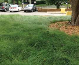 No Mow Lawn Seed Mix is a low maintenance, drought tolerant choice for landscapes large or small. No Mow Lawn establishes quickly and thrives in most soil types and light conditions.