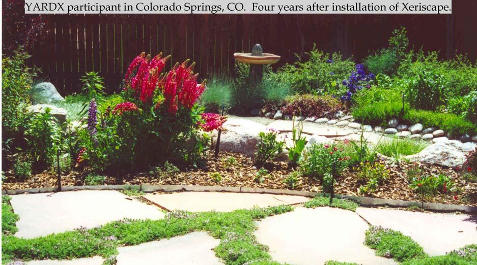 Figure 2-2: Photograph of the Xeriscape 4 years after installation