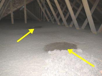 Water penetration observed (wet insulation) through the roof air vents.