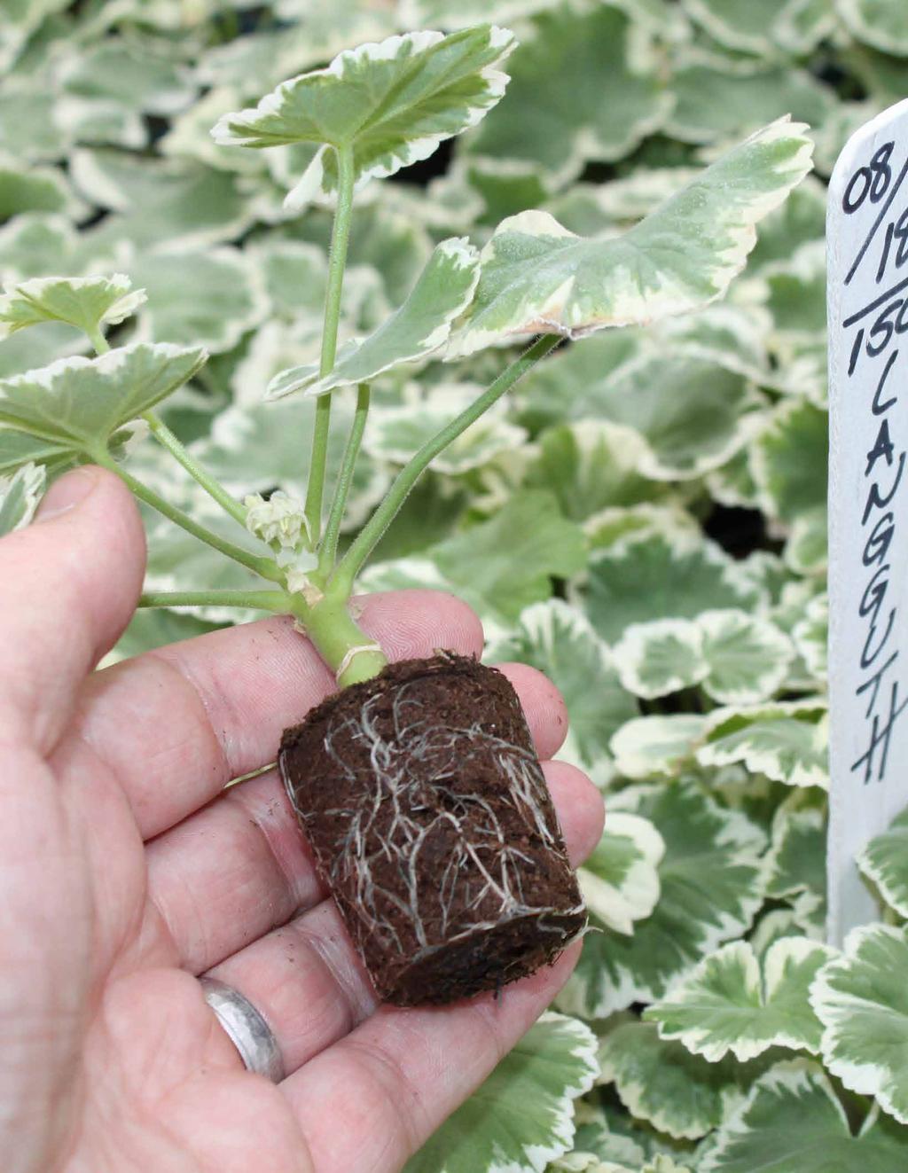Advanced Rooting Substrate Technology Grow-Tech is a Leading Manufacturer of Advanced Rooting