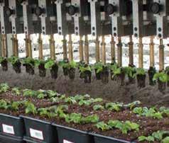 Commercial greenhouse growers trust FlexiTrays for rooting cuttings and seed germination.