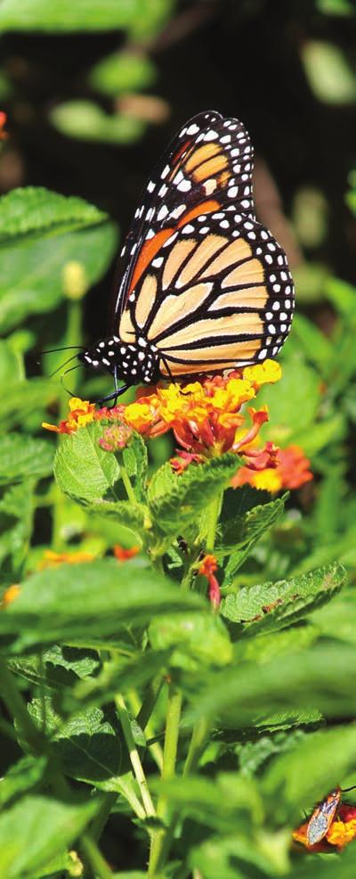 Thank you for your interest in monarch conservation and welcome to the Texan by Nature Family. Your land stewardship will make a positive impact on monarch habitat recovery in Texas.