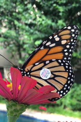 q Create your own group engagement activity or program, or share what you are doing on your land with family and friends. q Report monarch or larvae sightings via app or online at monarchlab.