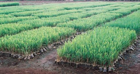 maintaining the quality of tissue culture raised sugarcane plants