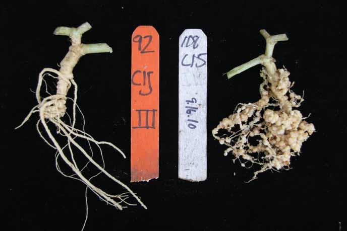 Response of Athena Melon to Southern Root-knot