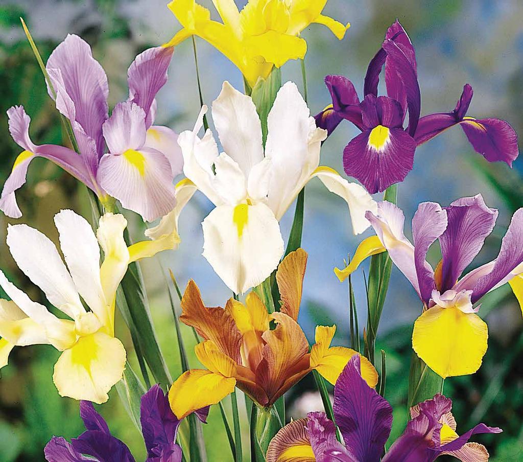 50 H 18-24 WP102 Mixed Tulips - 10 bulbs (Tulipanes Mexclados - 10 bulbos) Bring your spring garden to life with this delightful rainbow