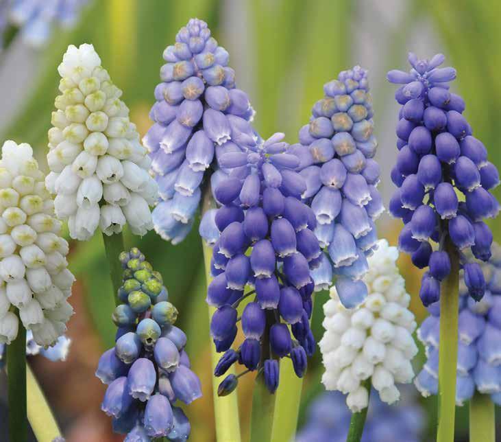 00 H 16-20 Whimsical Collection - 50 bulbs (Coleccion Antojadizo - 50 bulbos) For early to mid-spring color, plant this mixed assortment of bulbs.