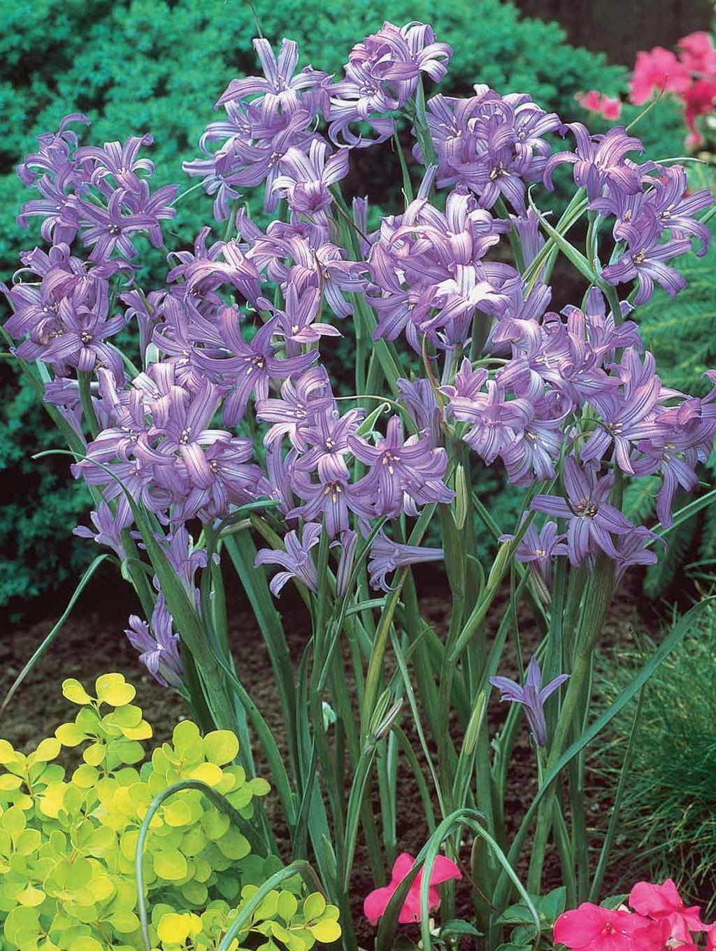 WP111 WP112 Mixed Hyacinths - 3 bulbs (Mezcla de Jacintos - 3 bulbos) Enjoy the delightful fragrance, the vibrant colors, and the amazing vigor of