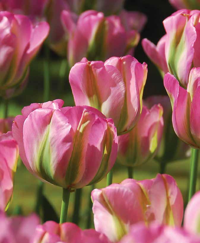 00 H 4-20 Greenland Tulips - 10 bulbs (Los Tulipanes de Groenlandia - 10 bulbos) A rare Viridiflora tulip with fascinating color.