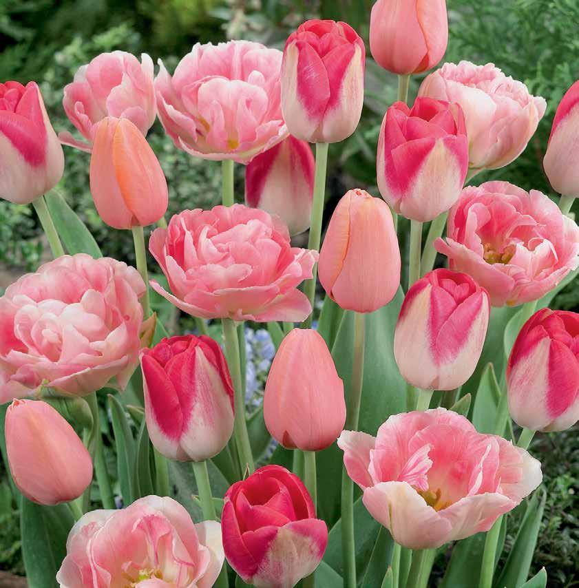 00 H 14-18 Pink Tulip Blend - 10 bulbs (Tulipanes Rosados - 10 bulbos) Pretty in Pink!