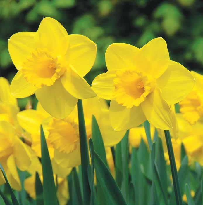 Traditional jonquil-type all-yellow daffodils make a sunny statement
