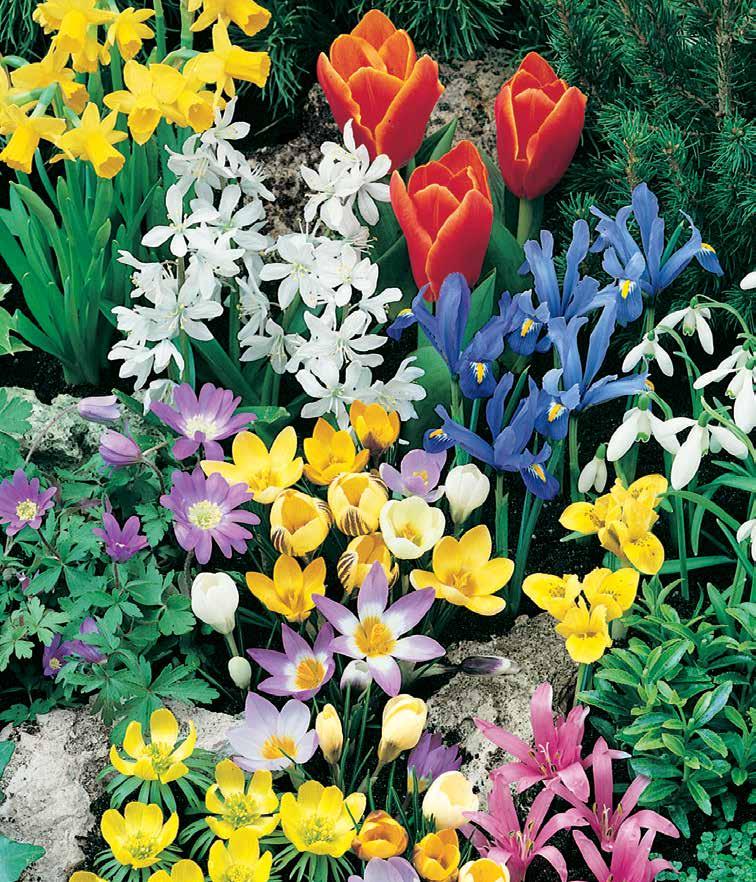 15 Anemone Blanda, 20 Striped Squill, 20 Glory of the Snow, and 5 Dwarf Iris Reticulata give you a medley of colors and flower forms that lasts from early to late spring.