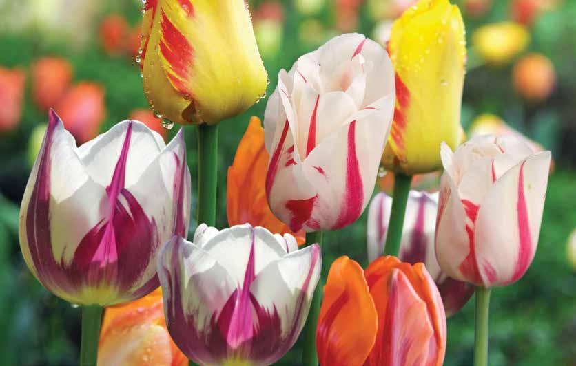 50 H 4-8 WP122 Rembrandt Tulip Mix - 7 bulbs (Tulipanes Rembrandt - 7 bulbos) The flowers that inspired Tulipmania in Europe in the 17th century, when a single bulb could command up to