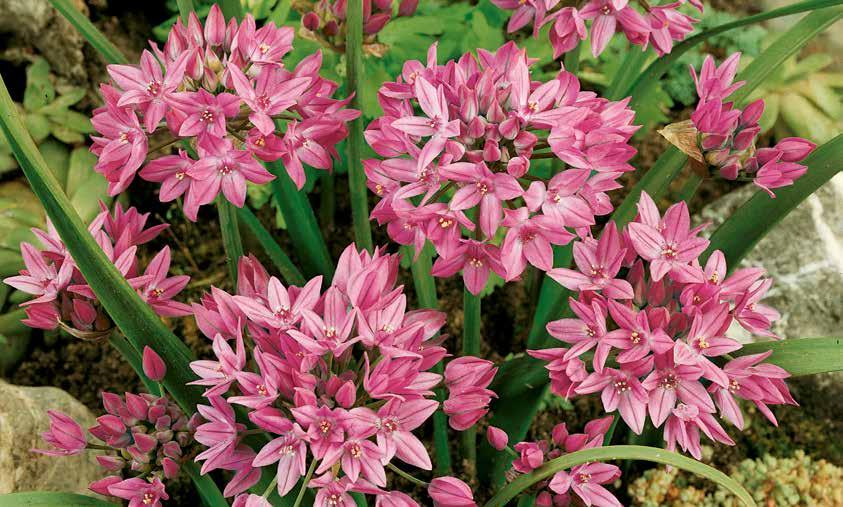 00 H 12-24 Ground Cover Mixed Tulips - 15 bulbs (Tulipanes Cubre Tierra 15 bulbos ) Bring sweet, finishing touches to your spring garden with these star-shaped blooms in a mix of colors of