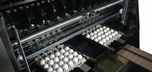Diamond 200 FPX The new Diamond 200 FPX can pack up to 72,000 eggs per hour. It s interactive, touchscreen display allows various machine functions to be accessed easily.
