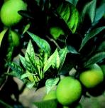 6 Fertilizer management General concept of fertilizer efficiency The Law of the Minimum Nutrient means that in citrus trees, as in other crops, the growth of the plant is limited by the nutrient