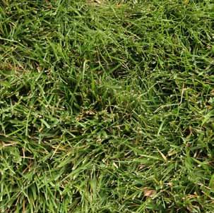Rhizomatous tall fescue has a strong, deep root system and is tolerant to drought. Height: Mow 2 ½ to 3 inches.  Traffic: Holds up well to high traffic. Will self-repair.