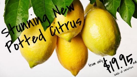 New Seasons' Citrus at Super Sweet Prices! No landscape is complete without a couple of citrus trees and now that Spring is finally here, our huge range of new season citrus is starting to arrive.