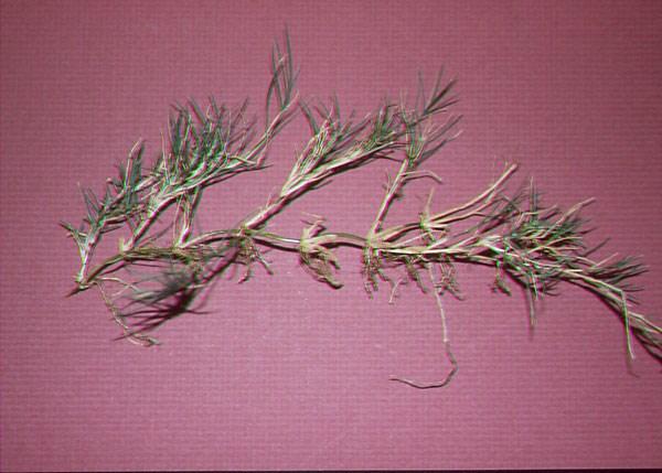 Zoysiagrass Zoysiagrass Uses Transition Zone & South
