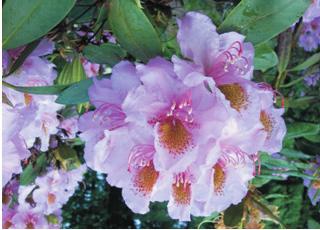entered in the International Rhododendron Register and Checklist with Supplements of the Royal Horticulture
