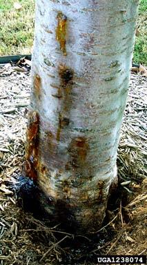 Borers feed on the growing inner bark of trees and tunnel between the inner bark and the sapwood. The bark eventually peels off of damaged areas.