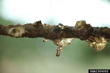 A gummy mass mixed with sawdust is usually found on the outer bark at the place where a borer started an attack.