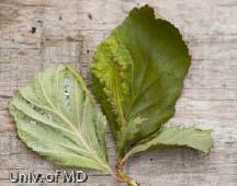 , reported that spiny witchhazel gall aphids are active on birch leaves in Talbot County and Ben Hall, Mainscapes, Inc., is finding them on plants in central Maryland as well.