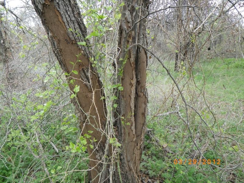 Fig 2. Another oak exhibiting the stroma of Biscogniauxia (Hypoxylon) canker. Fig 3. Bradford pear with fire blight on one of the shoots.