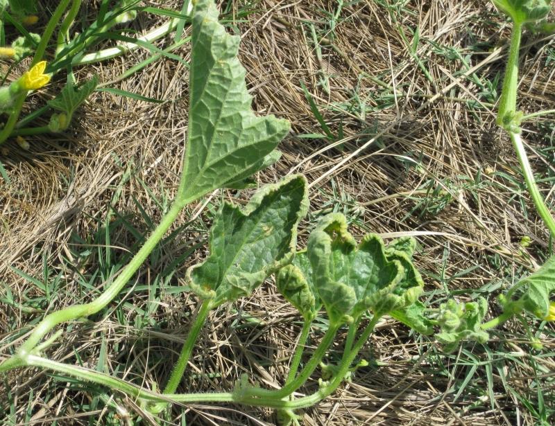 Fig 6. Sometimes chemical injury is observed on other garden plants including cucurbits. At the PDIDL, we cannot test specifically for chemical damage.