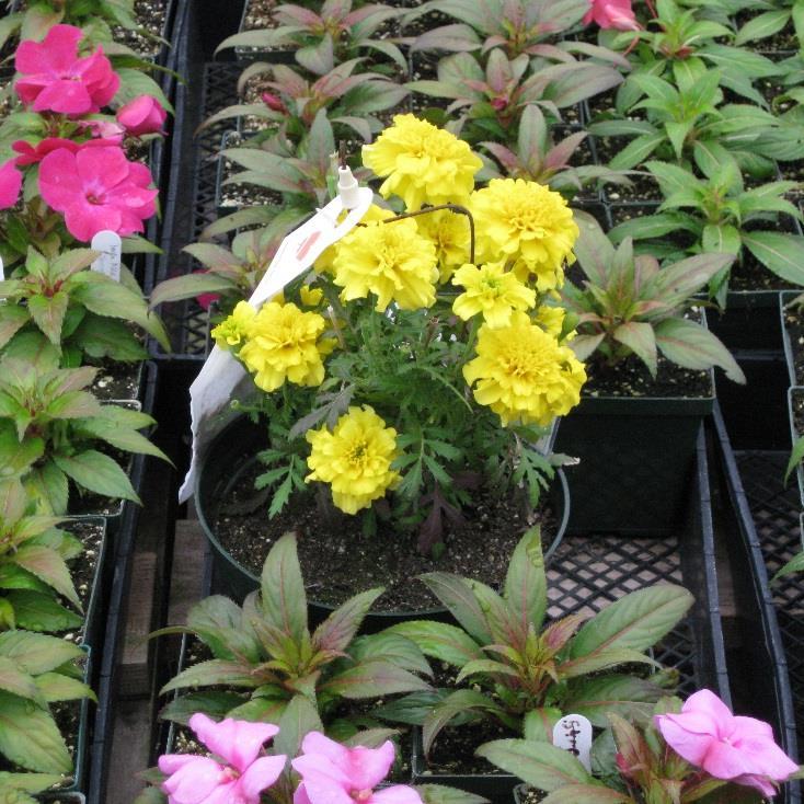 Research Objectives 1. Evaluate effectiveness of marigold GPS to manage thrips in greenhouse-grown bedding plants 2.