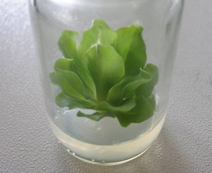 An efficient in vitro propagation protocol for Pinguicula lusianica, a rare insectivorous plant.