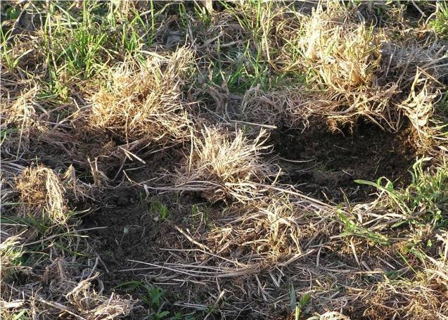 The larvae are capable of severely damaging grass roots in summer and early autumn leading to plant death and pulling.