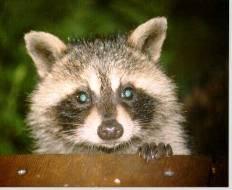 Troubleshooting PESTS Pests: raccoons, rats, insects Presence