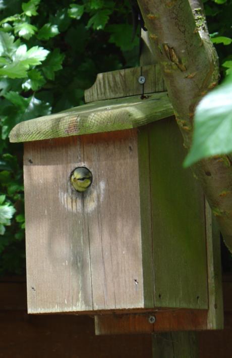 Putting up and maintaining your boxes A bird box can be put up on any wall or tree, between 1-3m from the ground.