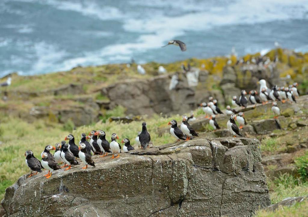 The health and resilience of Scotland s nature is improved Puffin and other shoreline birds are a signature of our coasts.