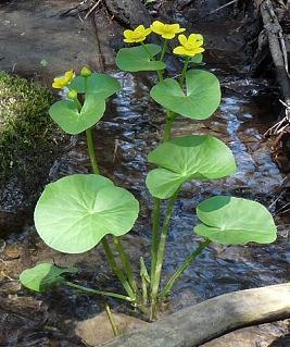Marsh Marigold Marsh marigold emerge from shallow water or small mounds holding the plant just above the water.