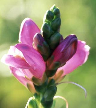 Turtlehead Best grown in moist to wet soil in full sun to part shade and grow to 1 to 2 feet tall.
