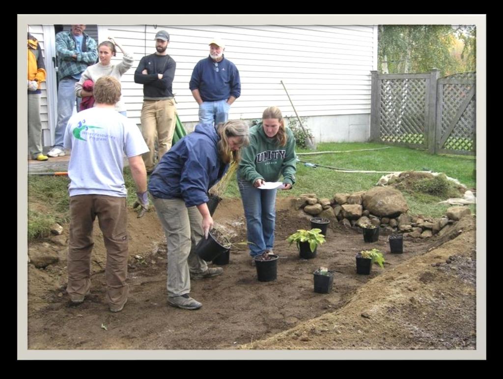 Placing plants Rain garden plants remove water through their roots and release it to