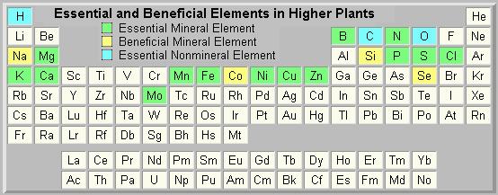Hydrogen, Oxygen, Carbon Nitrogen, Phosphorus Potassium (K) Magnesium, Calcium, Iron, Sulfur,