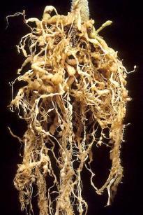 Diseases Biotic Pathogens Bacteria few soilborne Nematodes Root knot