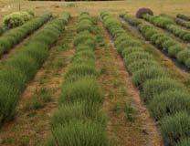 Types of Seed Production Areas 1. Mixed species environment restoration 2. Same species tree lines 3. Mounded rows 4.