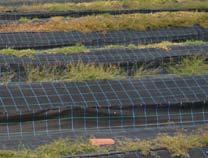 The weed mat provides a clean ground surface to assist harvesting.