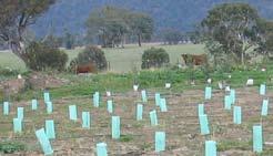 Mounds should rise approximately 30cm above ground level. 4 Inter row spacing widths for each species will vary, depending on plant height and form and site aspect.