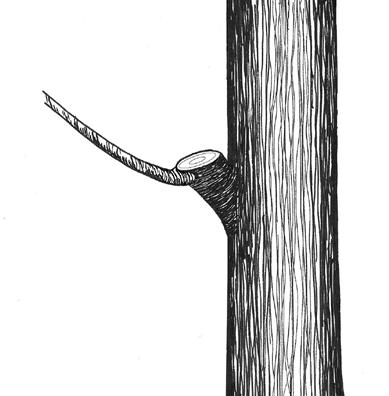 Figure 2. Pruning cut resulting in a branch collar. Making a flush cut (cut along dotted line) would result in a larger wound surface area and takes longer to heal.