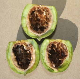 Figure 1. Immature walnuts Figure 2. Mature and ready for treatment How do I time treatment?