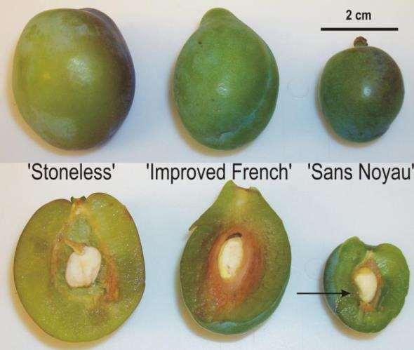 Novel fruit attributes Improving Burbank s Stoneless cultivars
