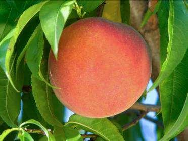 Flavrburst peach