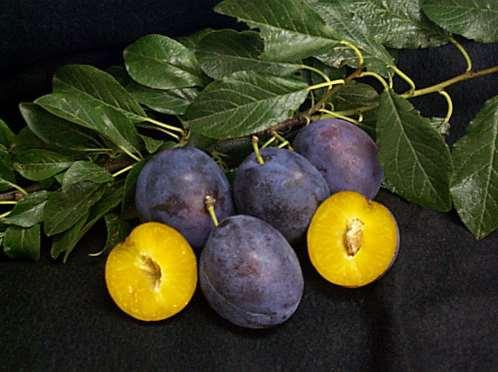 European (prune) plums