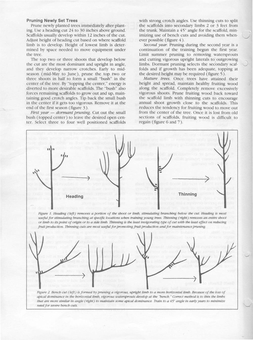 Pruning Newly Set Trees Prune newly planted trees immediately after planting. Use a heading cut 24 to 30 inches above ground. Scaffolds usually develop within 12 inches of the cut.